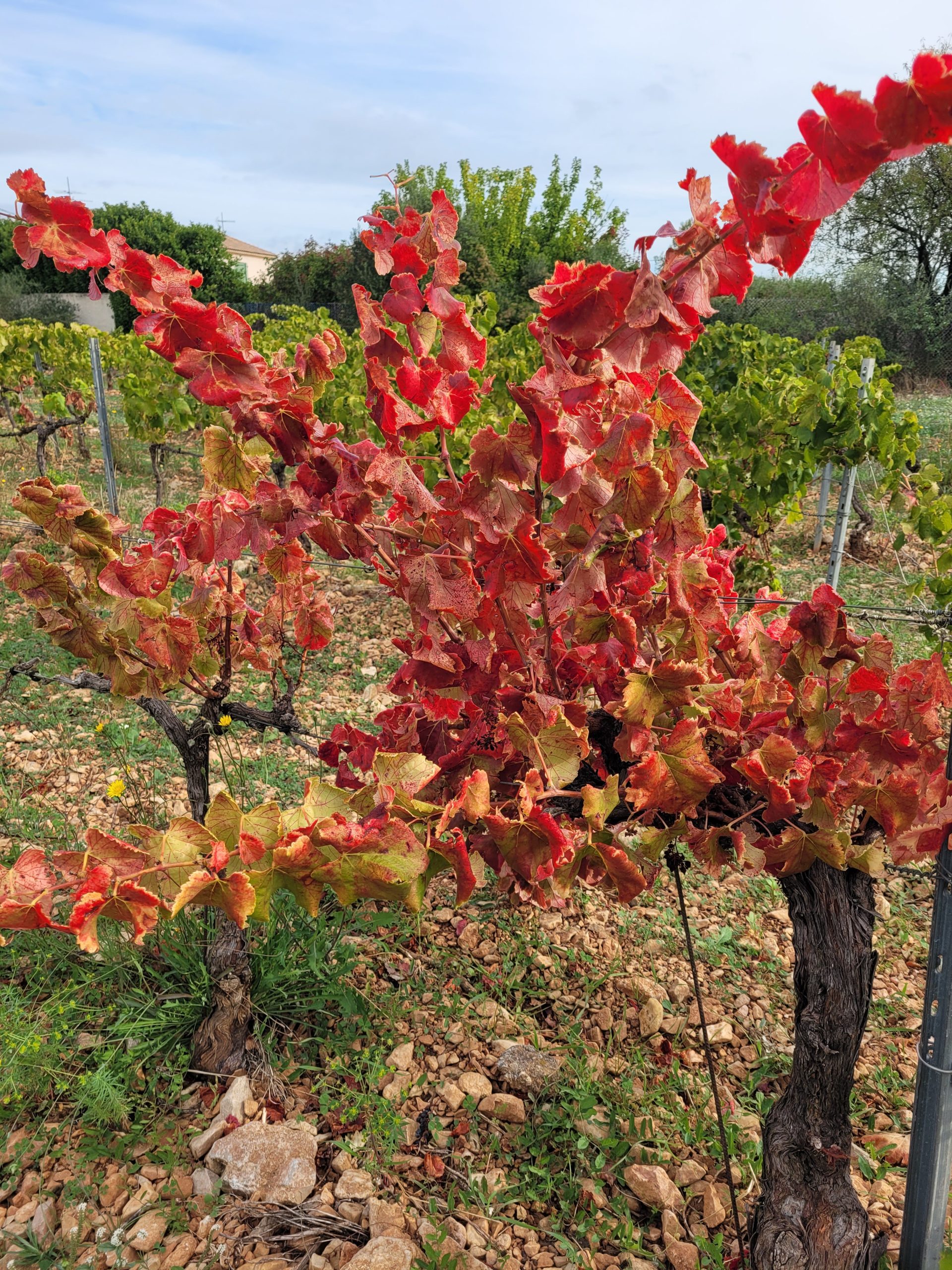 Automne dans le Var, vignes, couleurs automnales, Provence