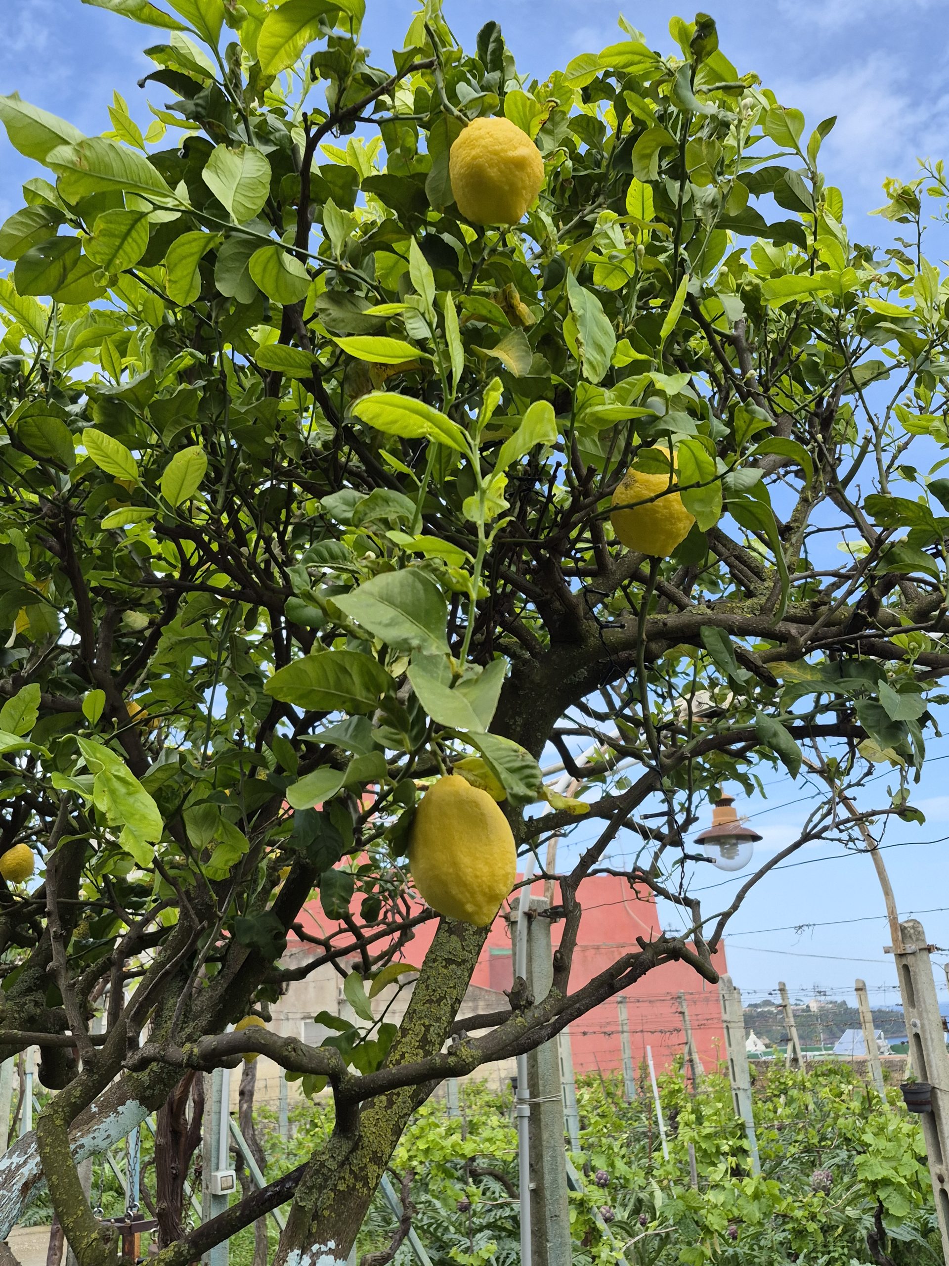 Jardin suspendu de Procida, citronniers, île de Procida, Italie